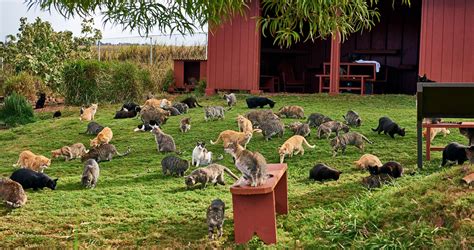 Cat sanctuary lanai - The island is home to the world-famous Lanai Cat Sanctuary, the only of its kind. More than 600 cats island cats live in purr-adise as part of an animal welfare and bird conservation …